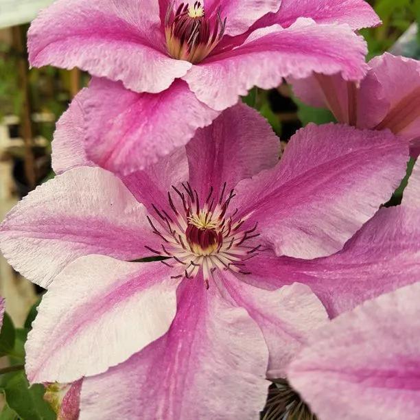 Lincoln Star Clematis (Clematis Lincoln Star) Hero Img